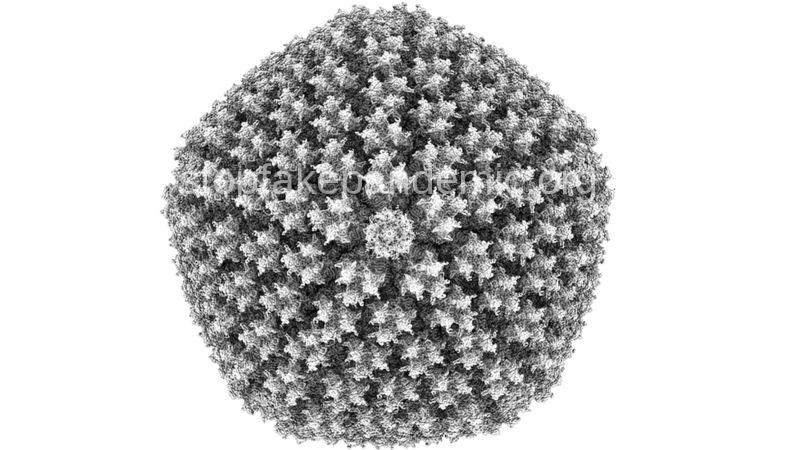 Детальное изображение аденовируса, с помощью которого вакцина Oxford-AstraZeneca попадает в организм. Его размер - всего 100 нанометров